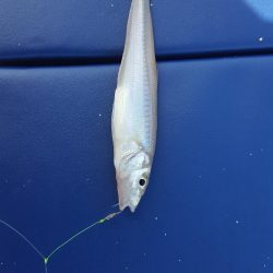 日本鋼管キス釣り