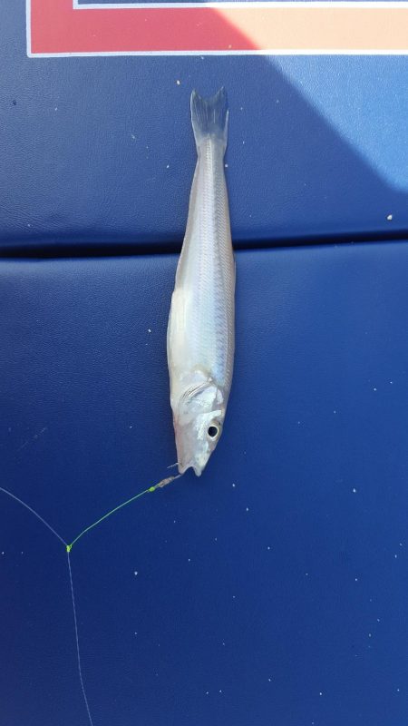 日本鋼管キス釣り