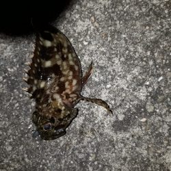 ガシラ・メバル