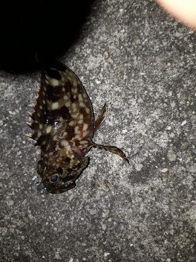 ガシラ・メバル