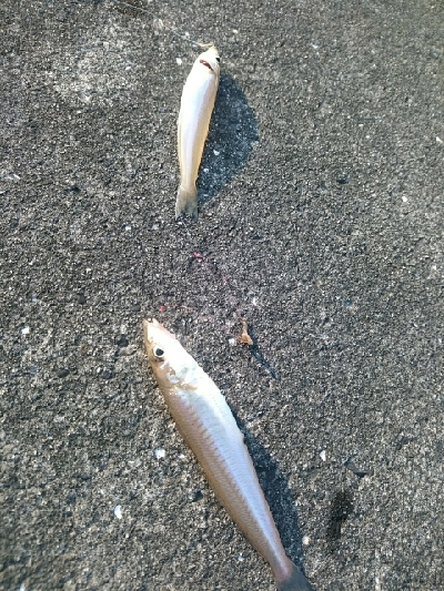 久々のキス釣り