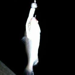 舞洲アジングNo1