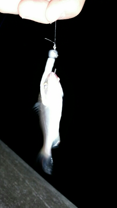 舞洲アジングNo1