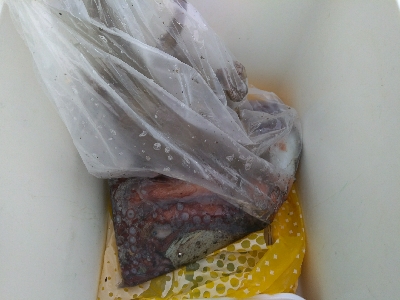 タコ釣れたど〜