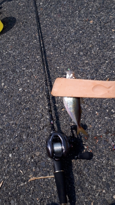 ディライトフィッシング