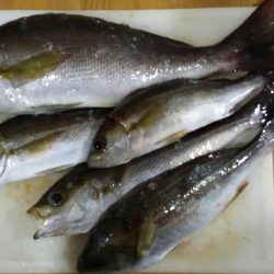 船釣りデビュー戦