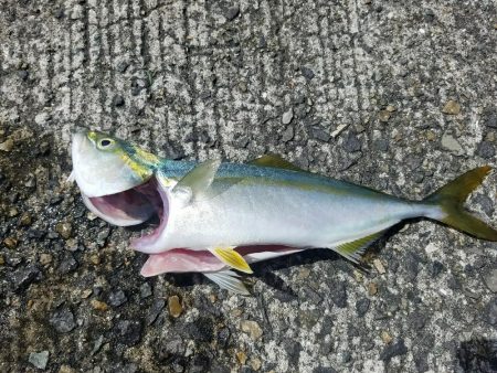 ツバスゲット♪