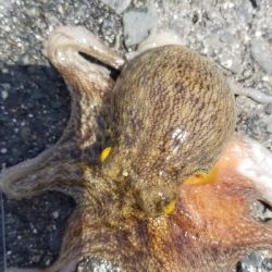 オクトパッシングパート2