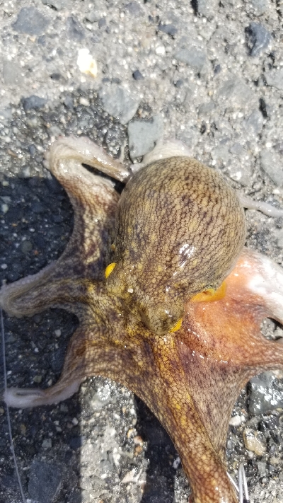 オクトパッシングパート2