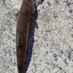 ダイソージグでサバ