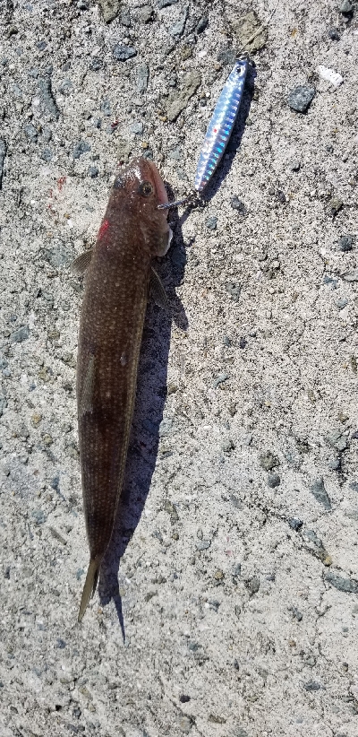 ダイソージグでサバ