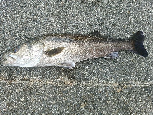ハゲ釣り　～台風前は釣れるのか？～