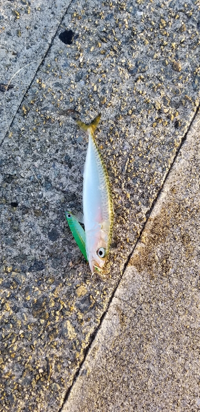 ダイソージグでサバ