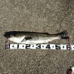 サバが沢山釣れました❗