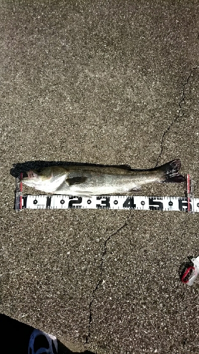 サバが沢山釣れました❗