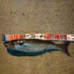 シーバス自己新記録釣れました❗