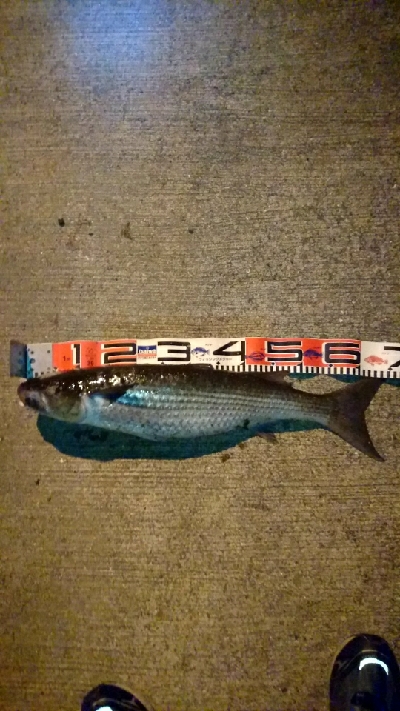 シーバス自己新記録釣れました❗