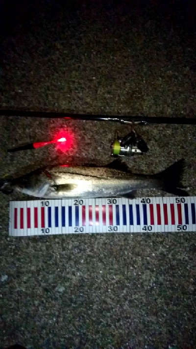 夜釣り❗暑いが日焼けしないだ…