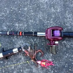 夏は夜釣りに限りますね