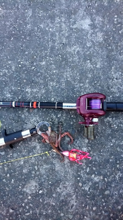 夏は夜釣りに限りますね