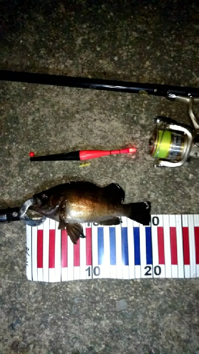 暑い夏夜釣りをされてはいかがですか？