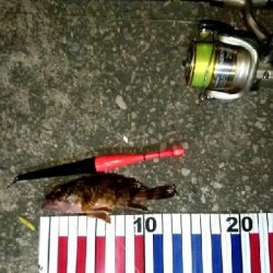 ミニガシラの親何処に居るん?