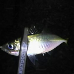 ゴロタアジング