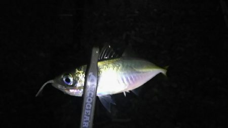 ゴロタアジング