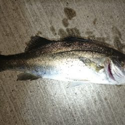 激渋豆アジング