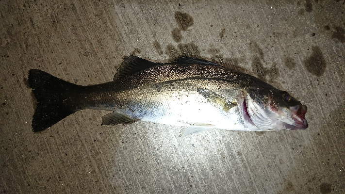 激渋豆アジング