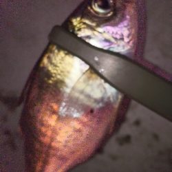 やっとアジ釣れた！