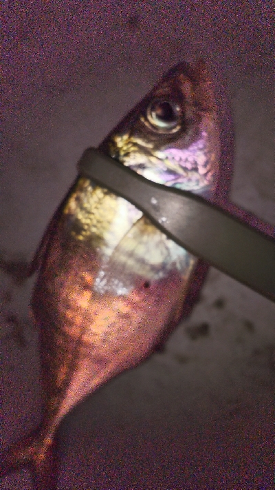 やっとアジ釣れた！