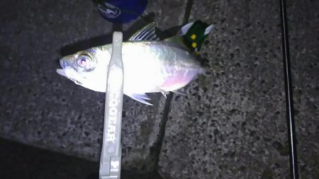 フロートアジング