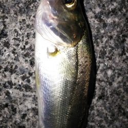 そろそろ楽しめるかな