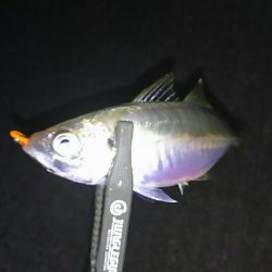 フロートアジング2