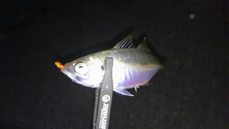 フロートアジング2