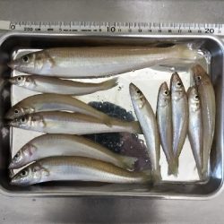 久しぶりキス釣り