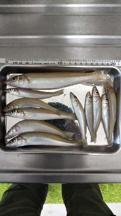 久しぶりキス釣り