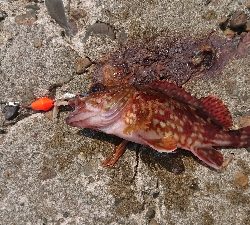 ショアジギングからのガッシー（´ 3｀)