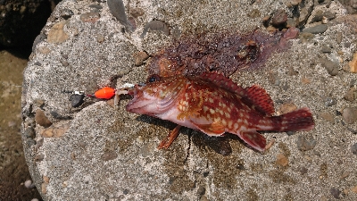 ショアジギングからのガッシー（´ 3｀)