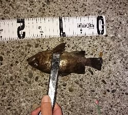 メバリングシーバス