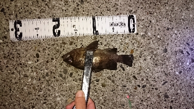 メバリングシーバス