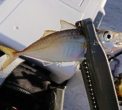 ダウンショットアジング