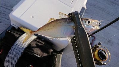 ダウンショットアジング