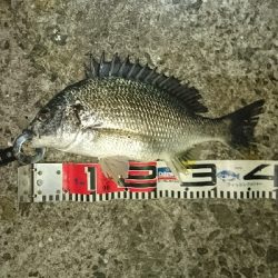 暑いので夜釣り❗してきました❗でもかなり汗だくですが❗