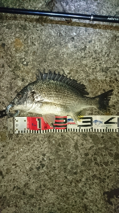 暑いので夜釣り❗してきました…