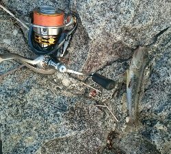 仕事帰りにハゼクラ