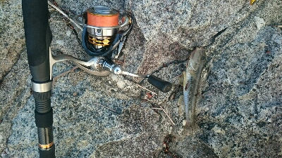 仕事帰りにハゼクラ