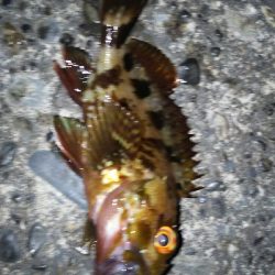 ランガンアジング！