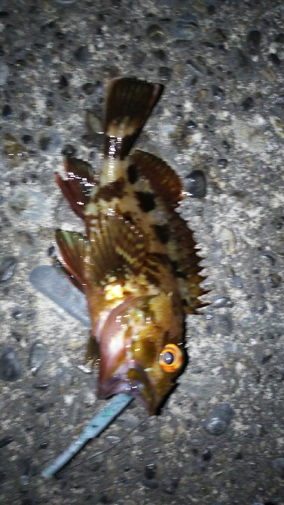 ランガンアジング！